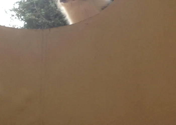 Domus Felix ベッド・アンド・ブレックファスト ソレント